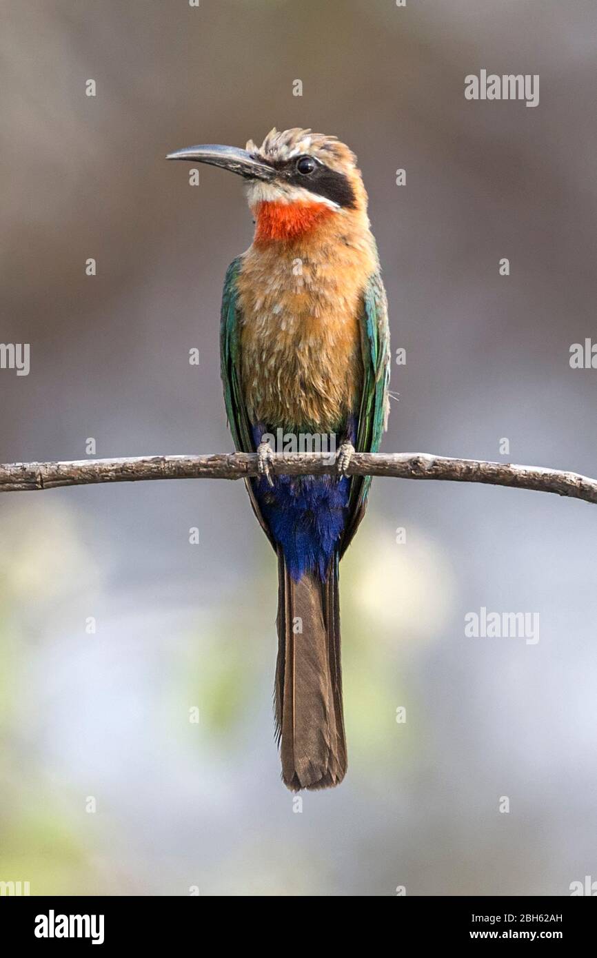 White-fronted bee-eater, Merops bullockoides, sitting on a reed ...