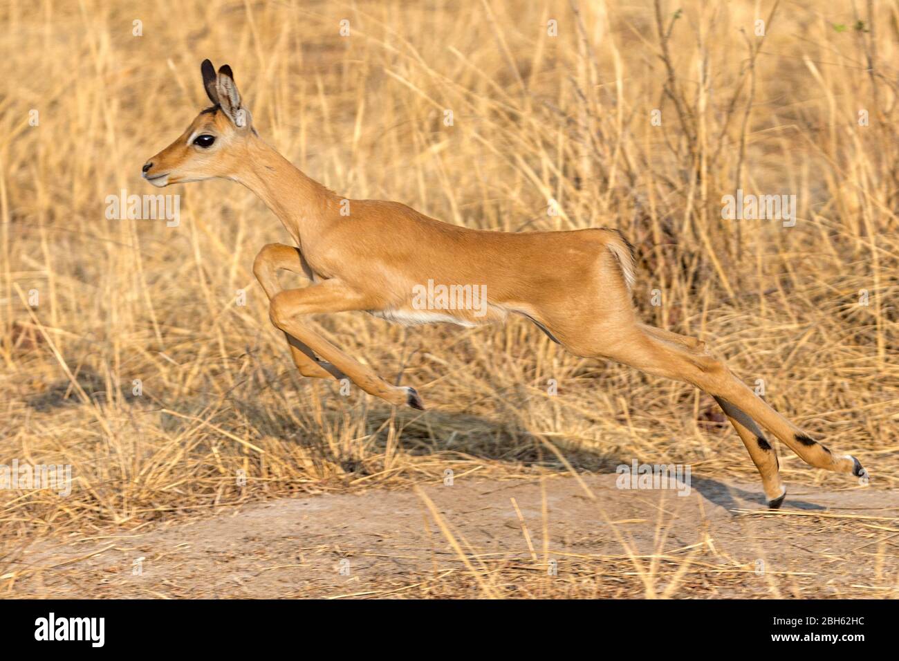 Impala calf running hi-res stock photography and images - Alamy