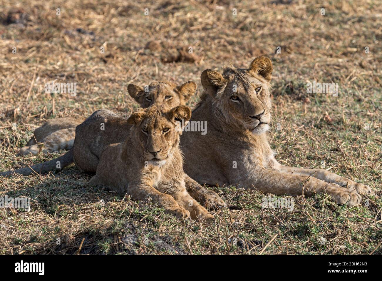 Lion brothers hi-res stock photography and images - Alamy