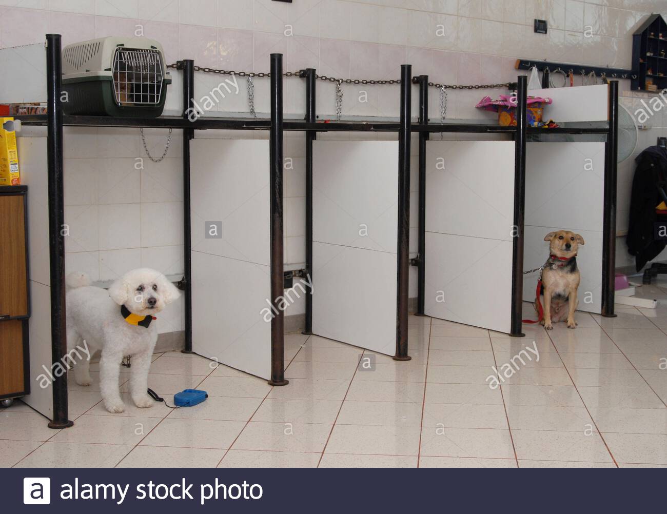 dog grooming salon