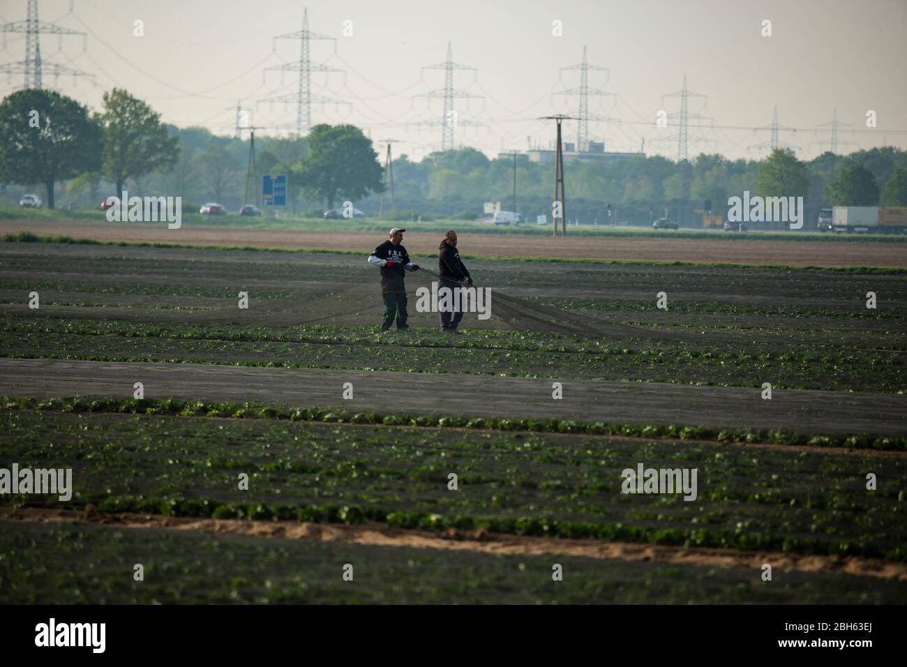Feldarbeiter ziehen Schutznetze von einem Gemüseacker. Die Netze sollen die Ernte vor Vögeln und Tieren schützen. Stock Photo