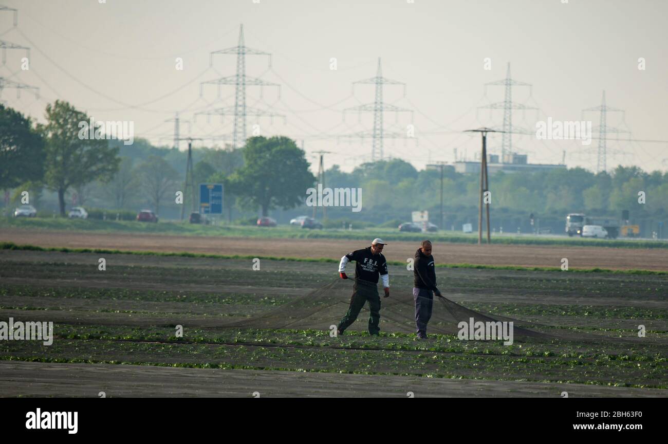 Feldarbeiter ziehen Schutznetze von einem Gemüseacker. Die Netze sollen die Ernte vor Vögeln und Tieren schützen. Stock Photo