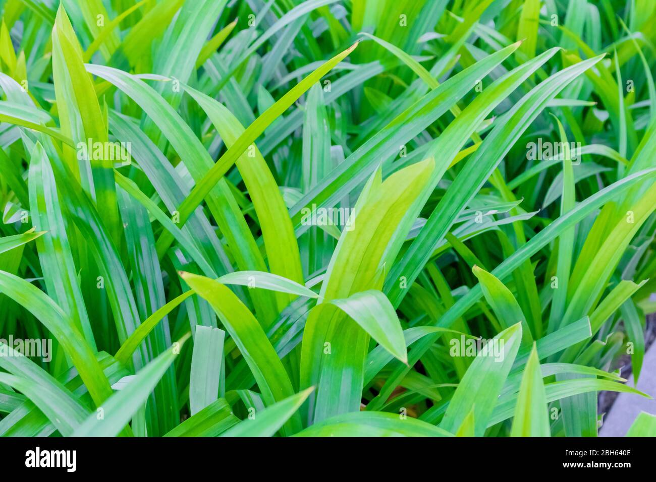 The green Pandanus leaves shrubs Stock Photo Alamy