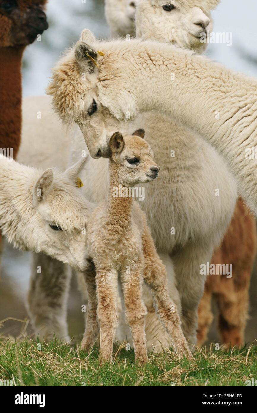 County Wicklow, Ireland. 23rd Apr 2020. A two day old Alpaca (known as a cria), stays close to his mum on Joe Phelan’s K2 Alpaca farm in County Wicklow, Ireland. Molecules in Alpaca’s blood may serve as useful therapeutics during Covid-19 according to researchers from the Vlaams Institute for Biotechnology in Ghent. Antibodies found within camelids blood (camels, llamas and alpacas) were first used in HIV research, and have proved effective against viruses such as MERS and SARS. Credit: fran veale/Alamy Live News Stock Photo