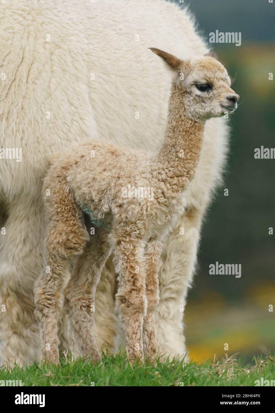 County Wicklow, Ireland. 23rd Apr 2020. A two day old Alpaca (known as a cria), stays close to his mum on Joe Phelan’s K2 Alpaca farm in County Wicklow, Ireland. Molecules in Alpaca’s blood may serve as useful therapeutics during Covid-19 according to researchers from the Vlaams Institute for Biotechnology in Ghent. Antibodies found within camelids blood (camels, llamas and alpacas) were first used in HIV research, and have proved effective against viruses such as MERS and SARS. Credit: fran veale/Alamy Live News Stock Photo