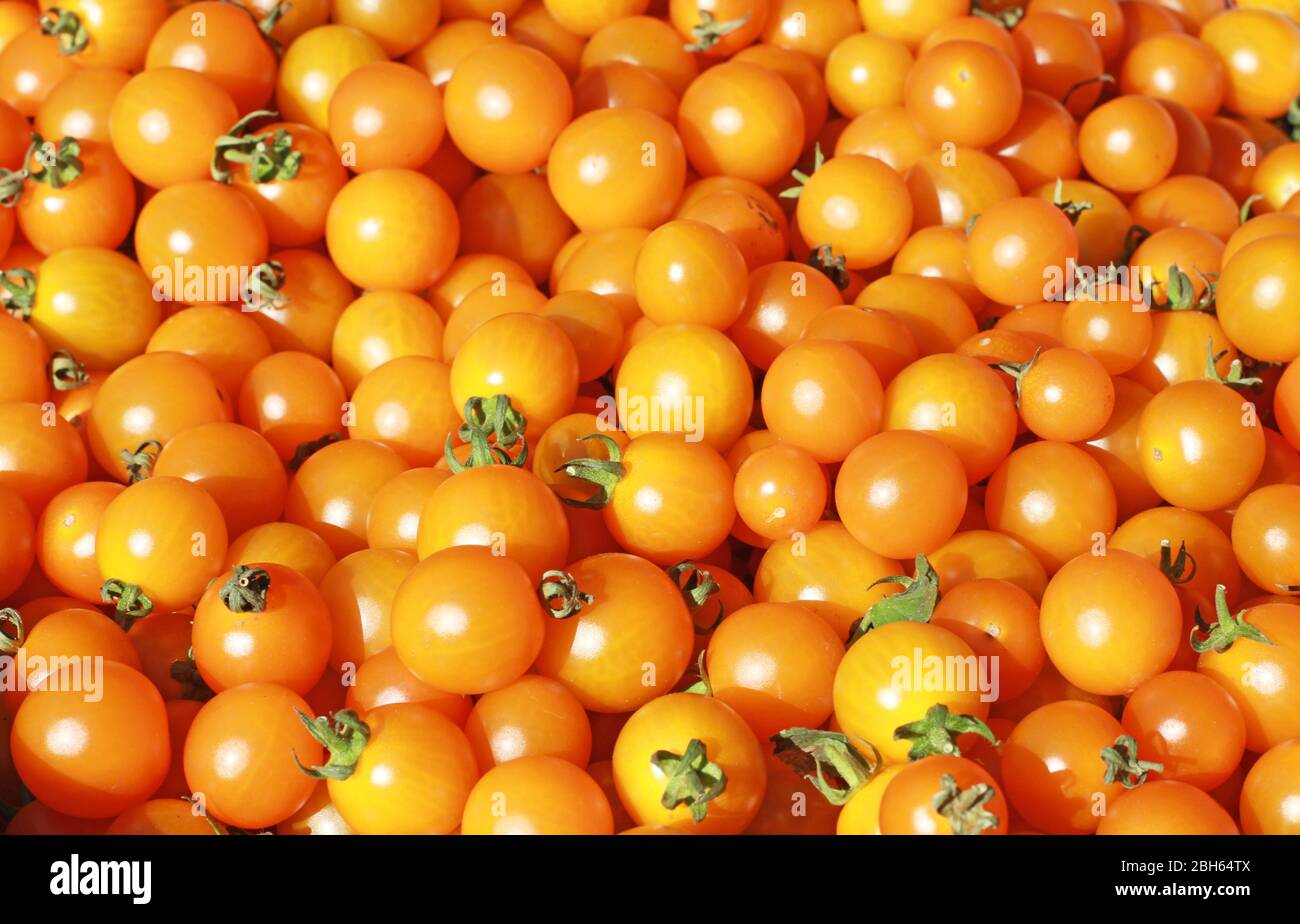 texture of small orange tomatoes Stock Photo