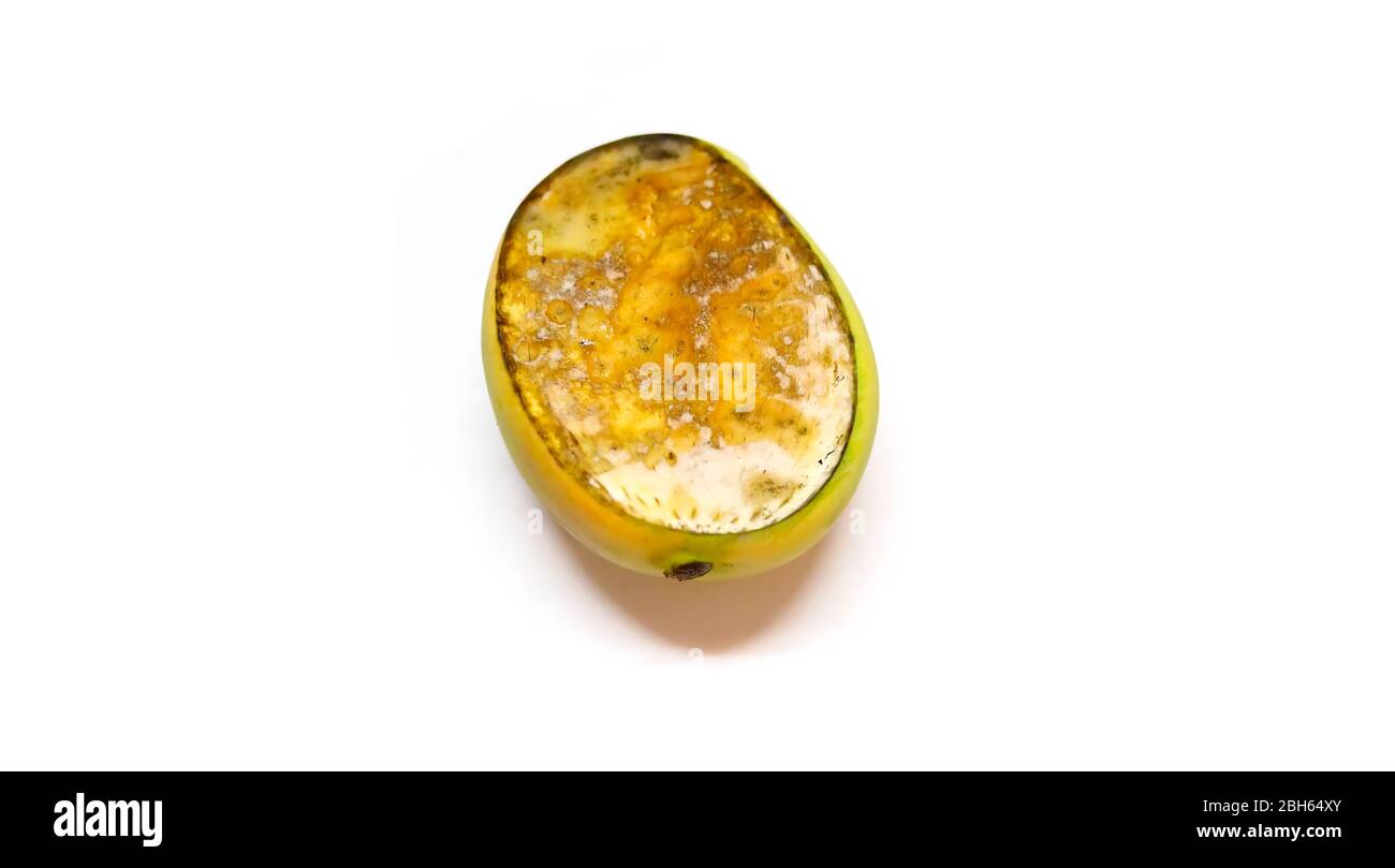 Rotten mango fruite isolated on a white background, Stock image