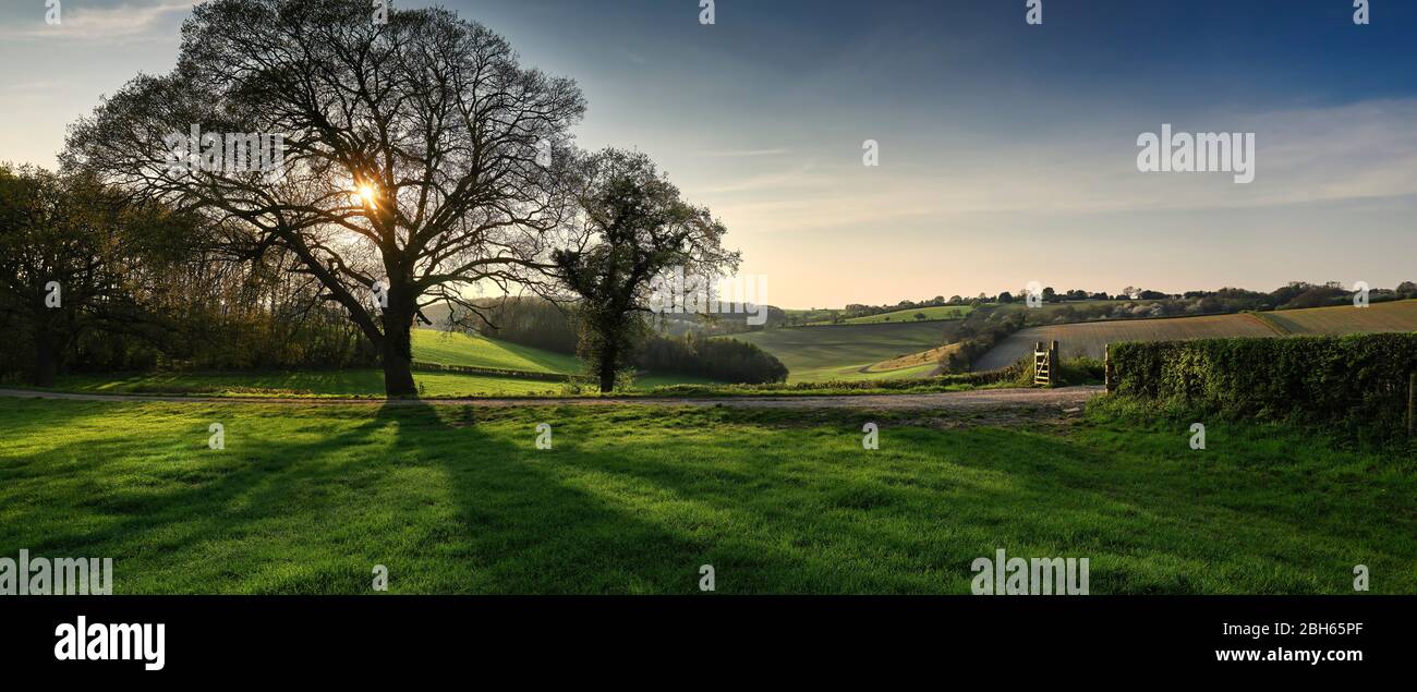 Panoramic view of Oak tree in front of landscape in The Chilterns, England Stock Photo