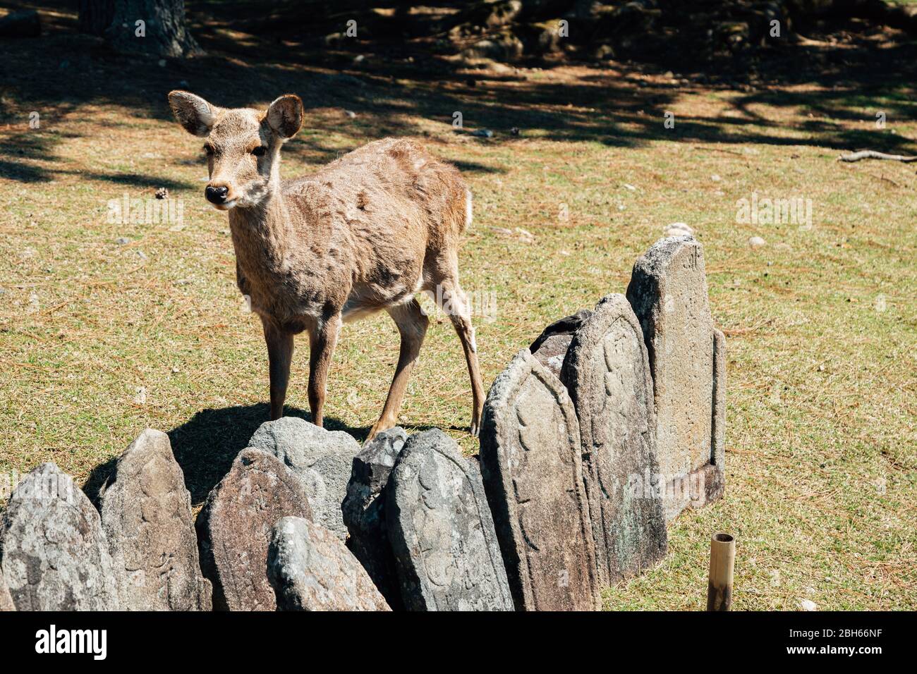 Nara park, deer on grass in Nara, Japan Stock Photo