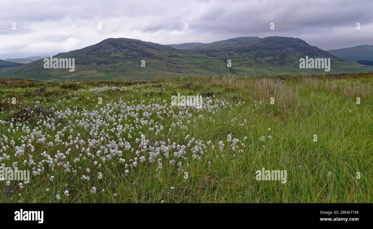 Common Cottongrass in flower in the hills of the Scottish Highlands amongst the Heather, with Craigs Balgholan and Stronhayie in the background. Stock Photo