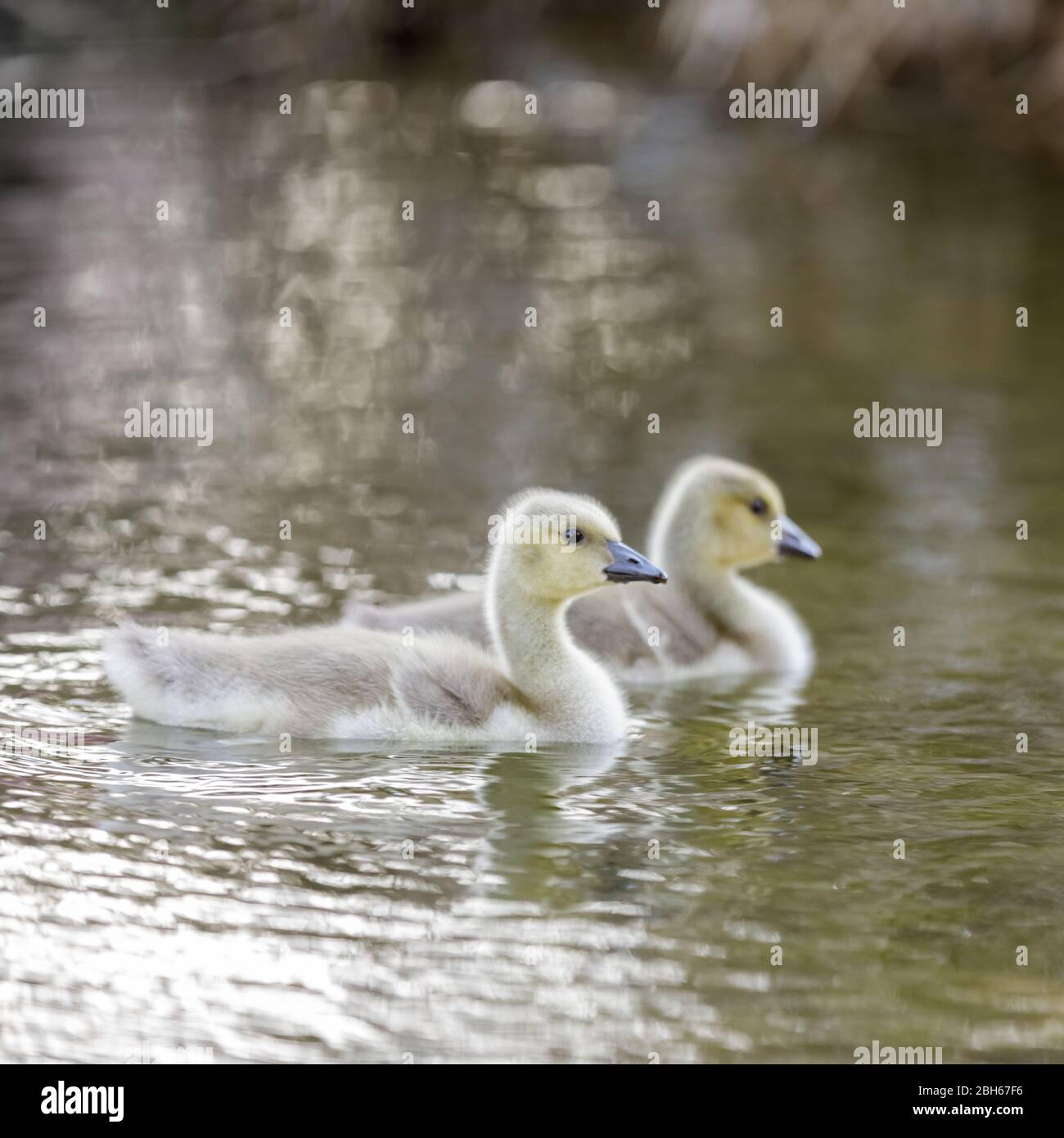 Canada Goose Goslings Swimming. Stock Photo