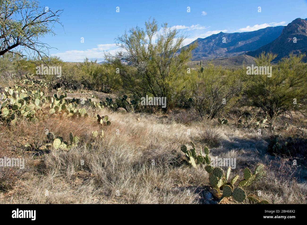Prickly Pear (Opunita engelmannii) in Catalina State Park near Tucson in Arizona USA Stock Photo