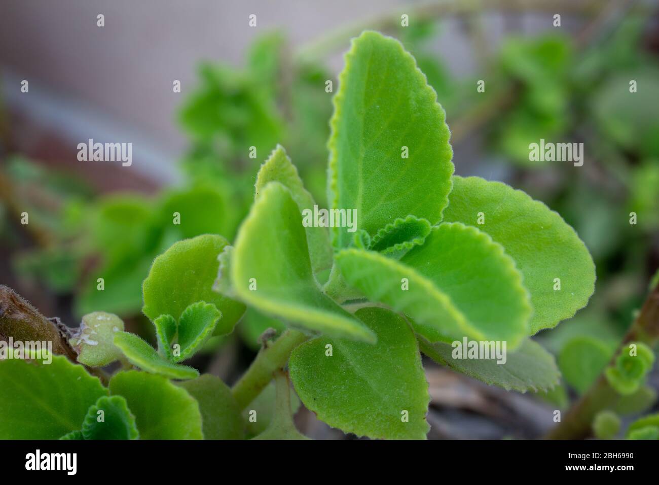 Fresh green leaves pattern of Indian borage, Country borage (Botanical name - Plectranthus amboinicus) Stock Photo