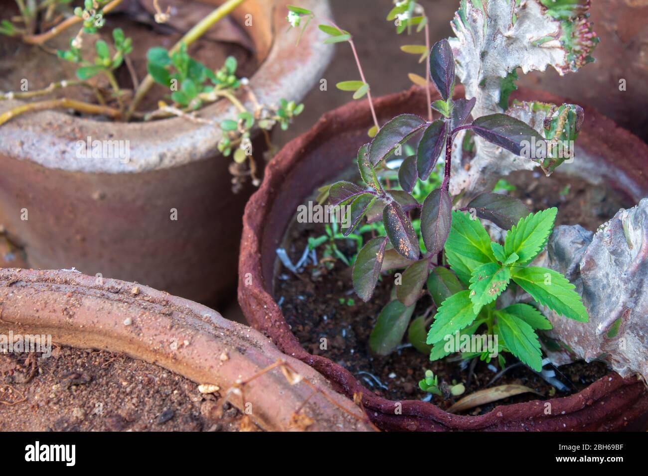 View of the pots with herbs and vegetable plants in a garden Stock Photo