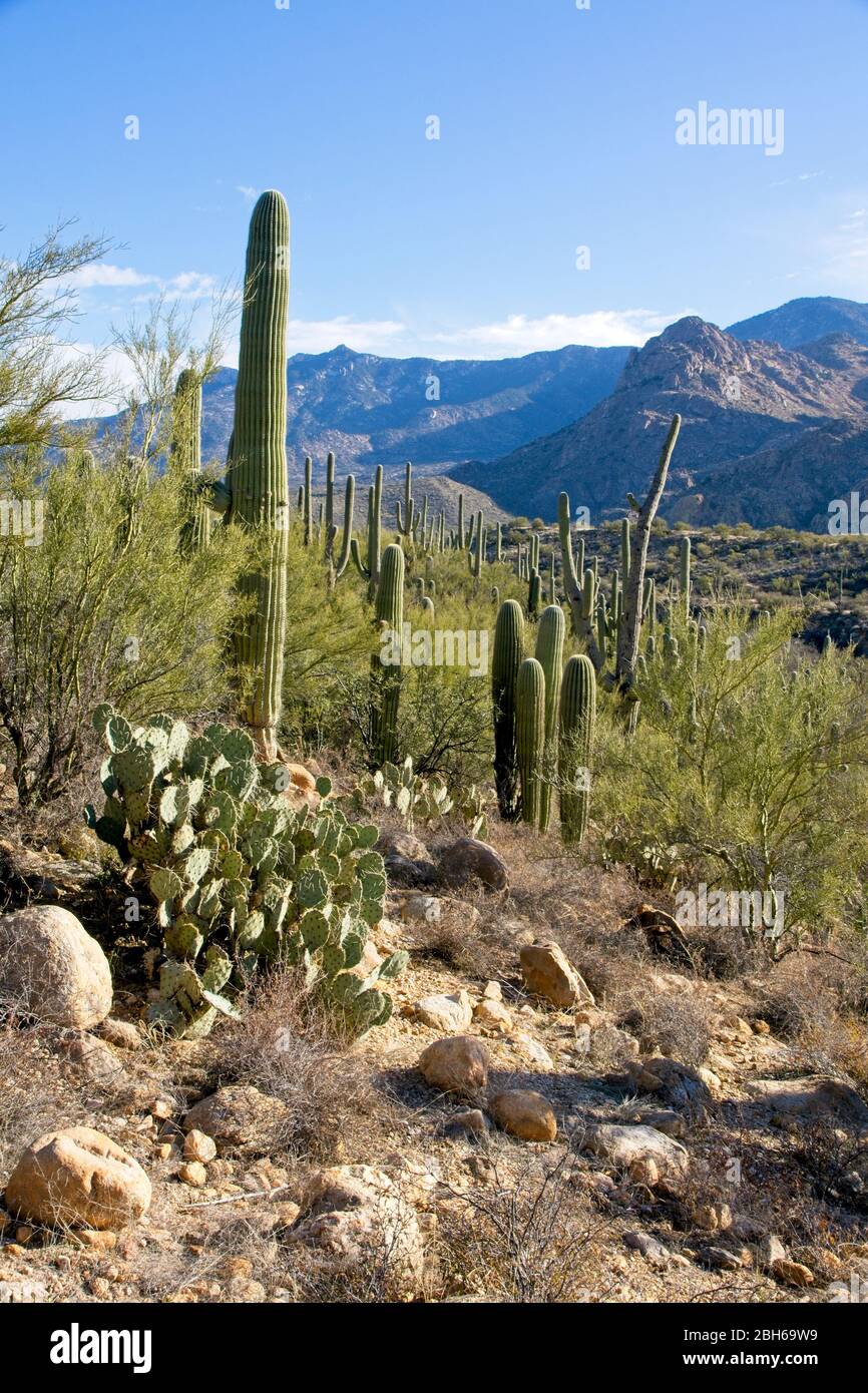 Various types of cactus in Catalina State Park near Tucson in Arizona USA  Stock Photo - Alamy