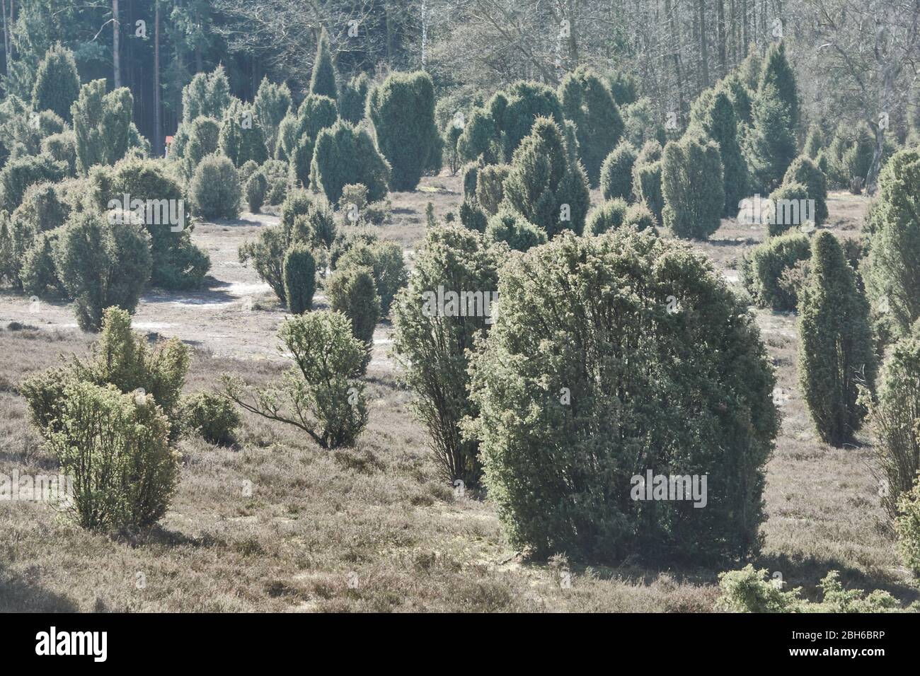 Juniper bushes and juniper trees, scientifically Juniperus communis, in hazy light in the heath in the north of Germany Stock Photo
