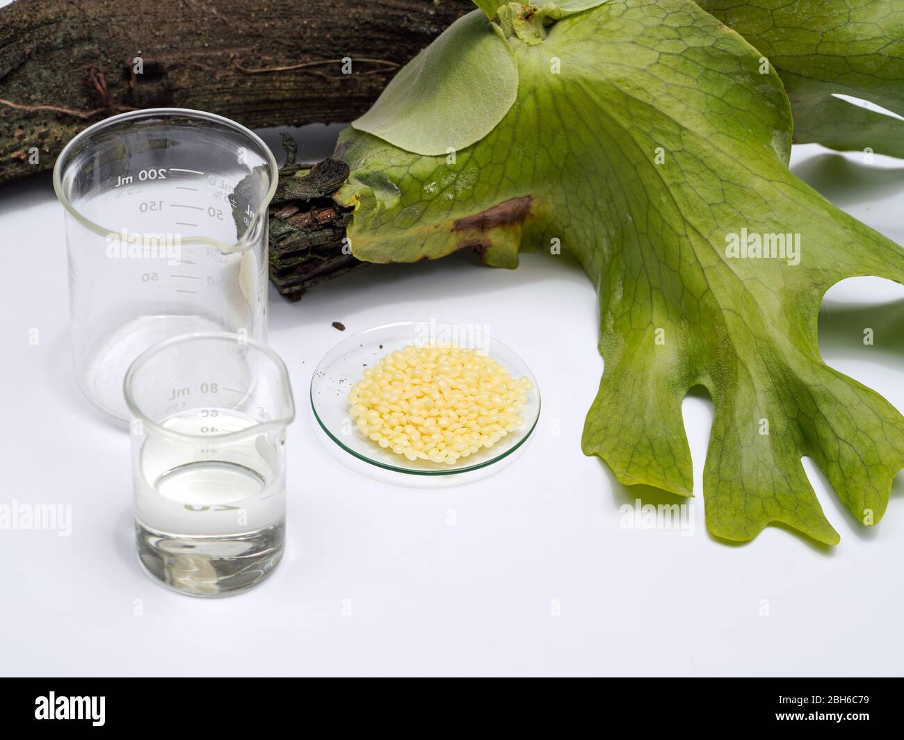 Candelilla Wax Sp 75 Chemical Used In Otc Products And Topical Pharmaceuticals Chemicals For Beauty Care Arranged In Natural Form In A White Backgro Stock Photo Alamy