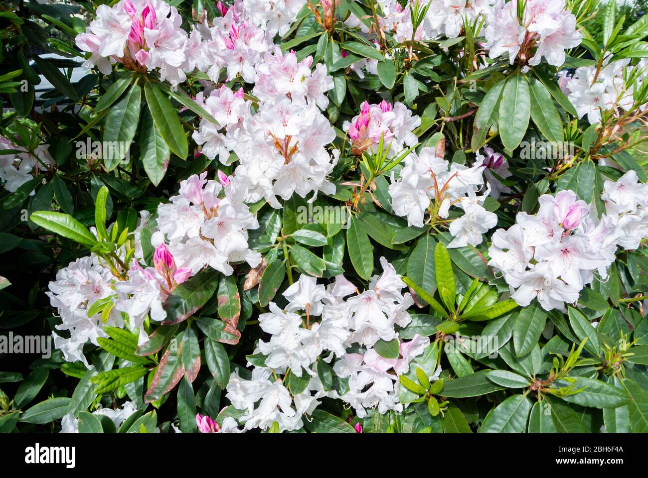 Pink rhododendron indicum flower blooming Stock Photo