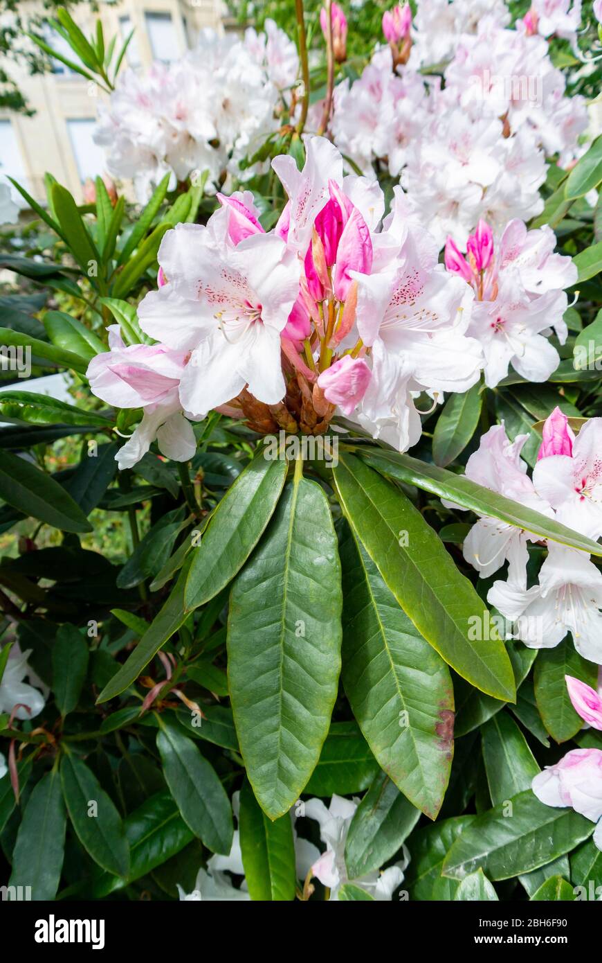 Pink rhododendron indicum flower blooming Stock Photo