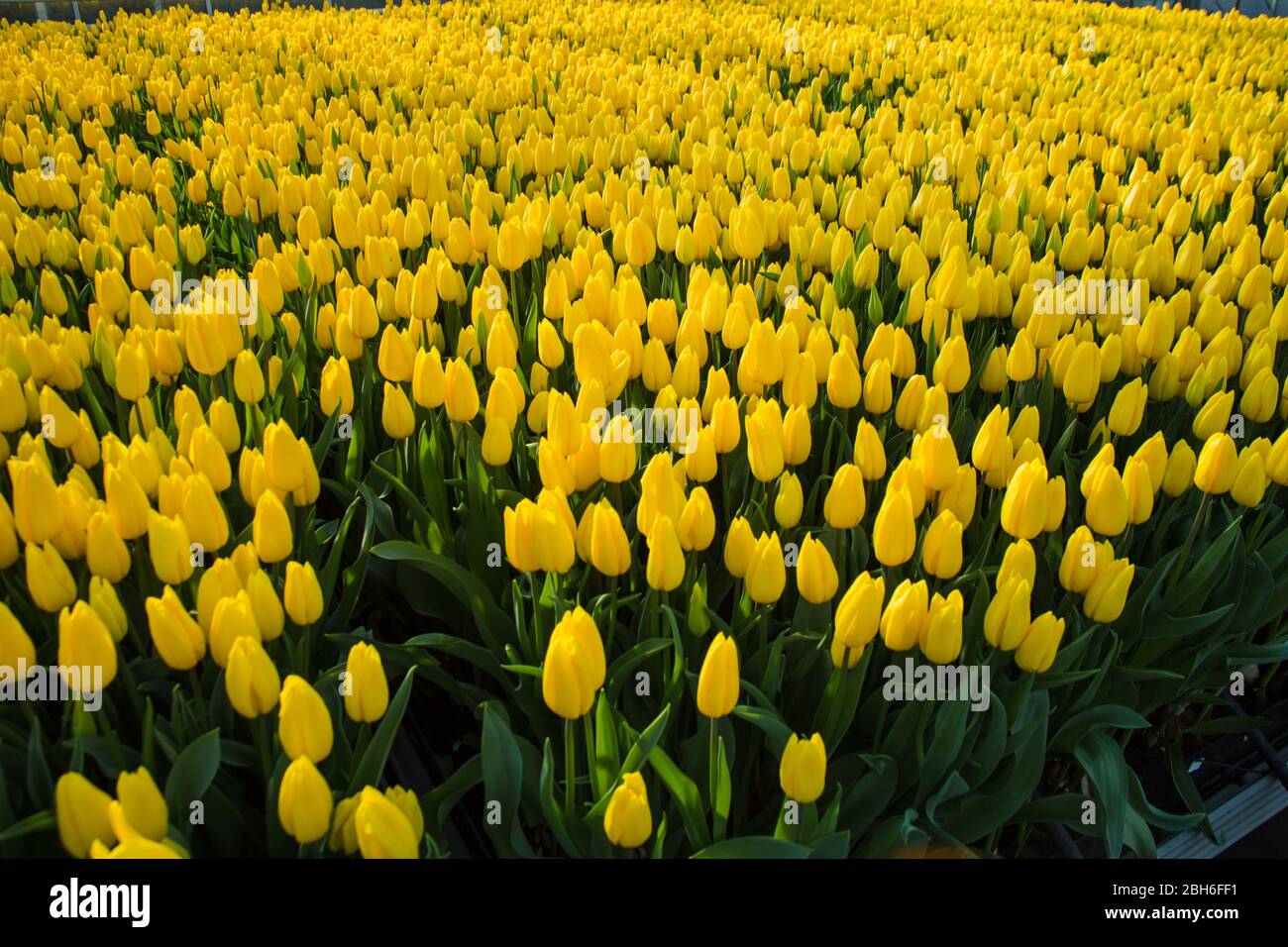 Plantation with flowers, tulips, top view. Spring time Stock Photo
