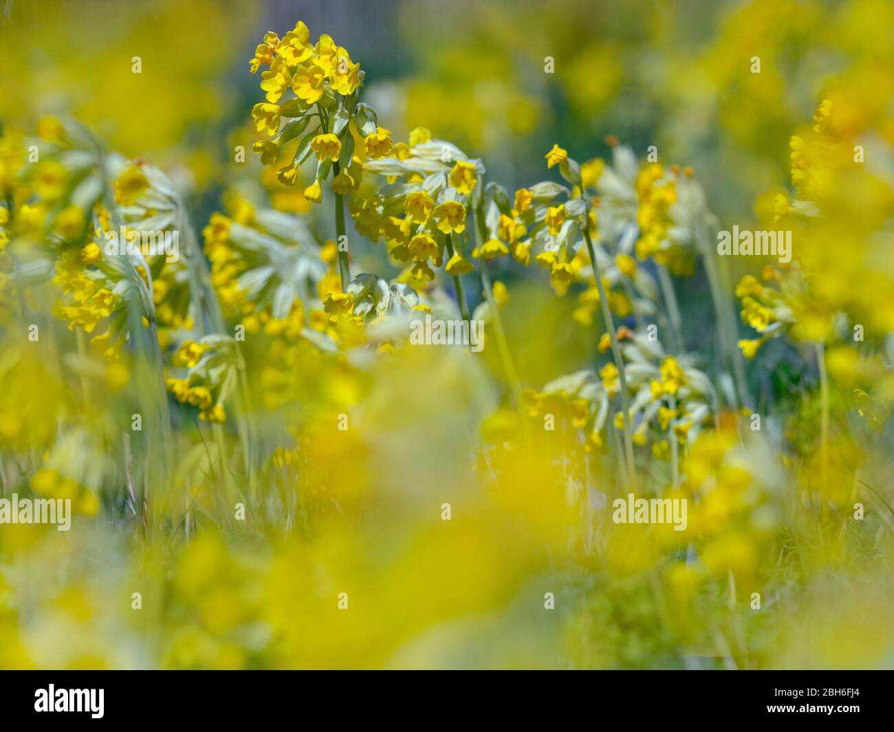 Cowslips Primula veris growing in grass pasture on organic farm in Norfolk Stock Photo