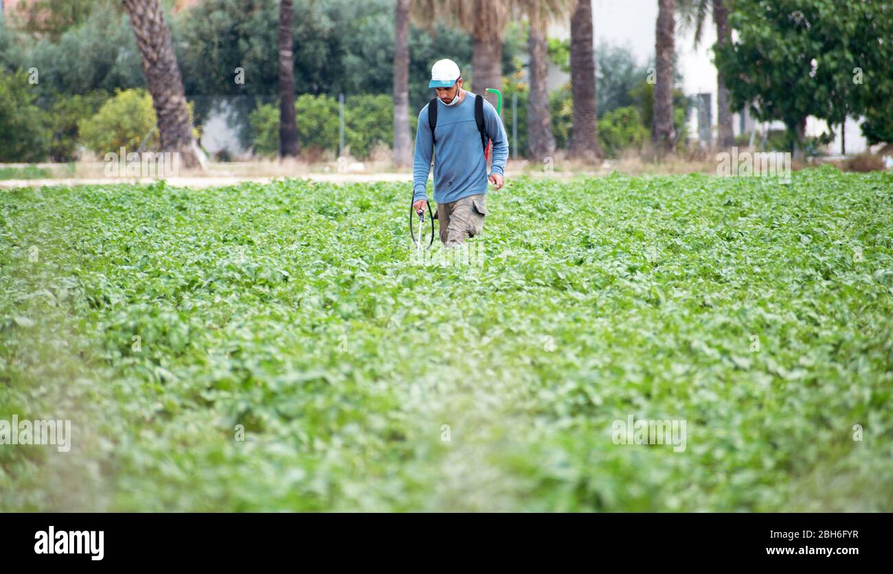 Weed insecticide fumigation. Organic ecological agriculture. Spray pesticides, pesticide on growing potato plant agricultural plantation, spain. Man s Stock Photo