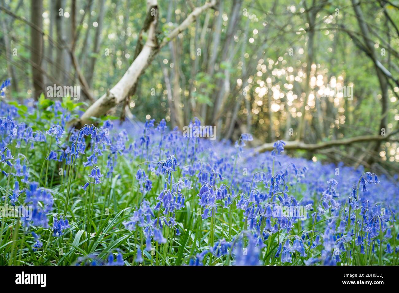 Path winding through bluebell woodland, Kent, April 2020 Stock Photo