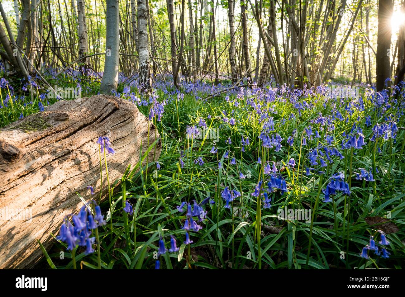 Carpet of Bluebells in woodland, Kent, April 2020 Stock Photo
