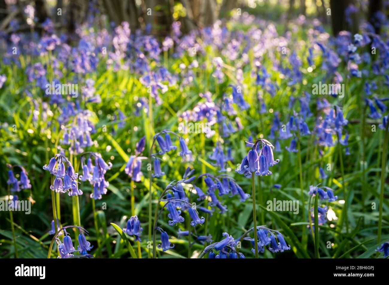 Path winding through bluebell woodland, Kent, April 2020 Stock Photo