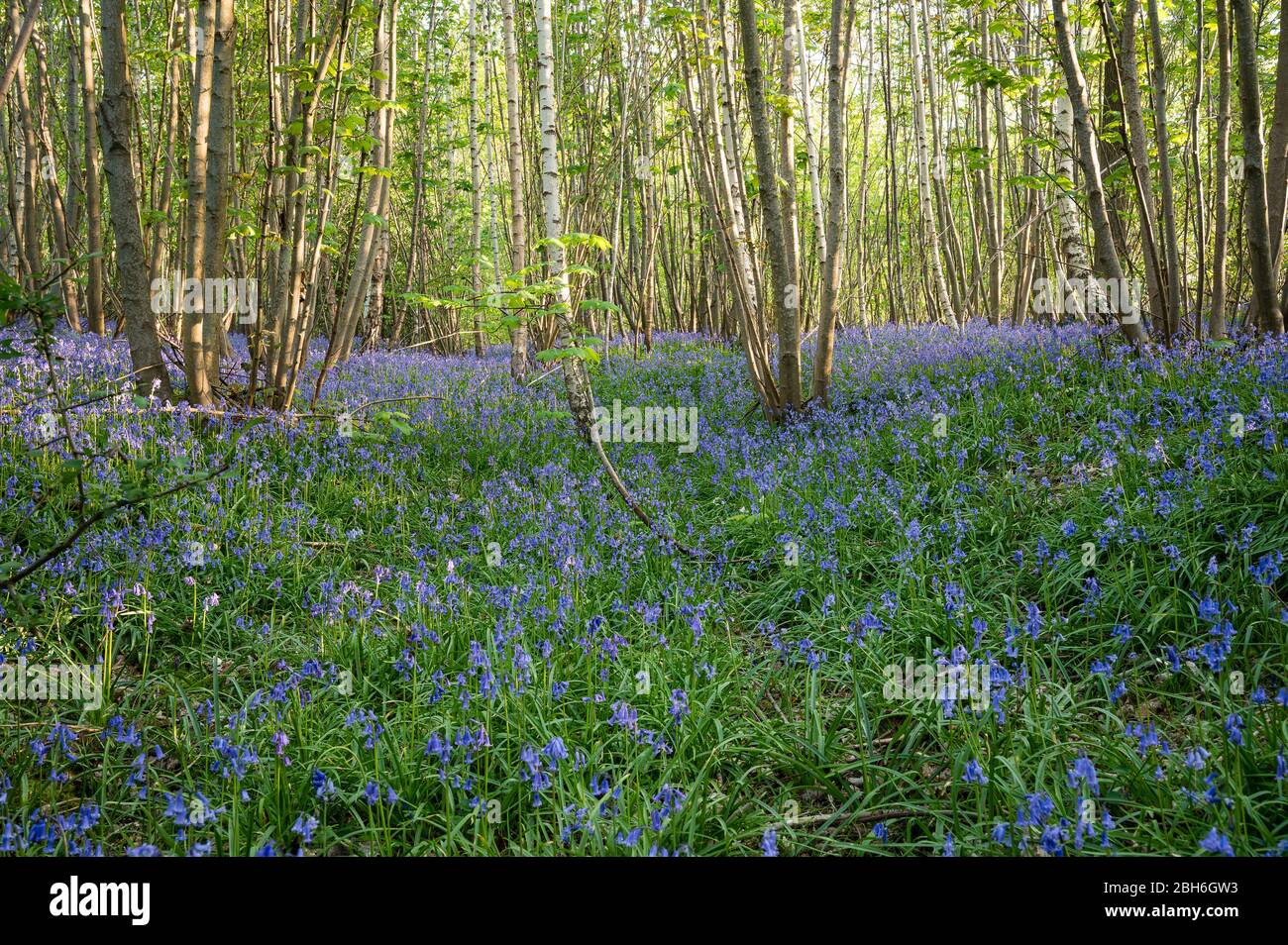 Carpet of Bluebells in woodland, Kent, April 2020 Stock Photo