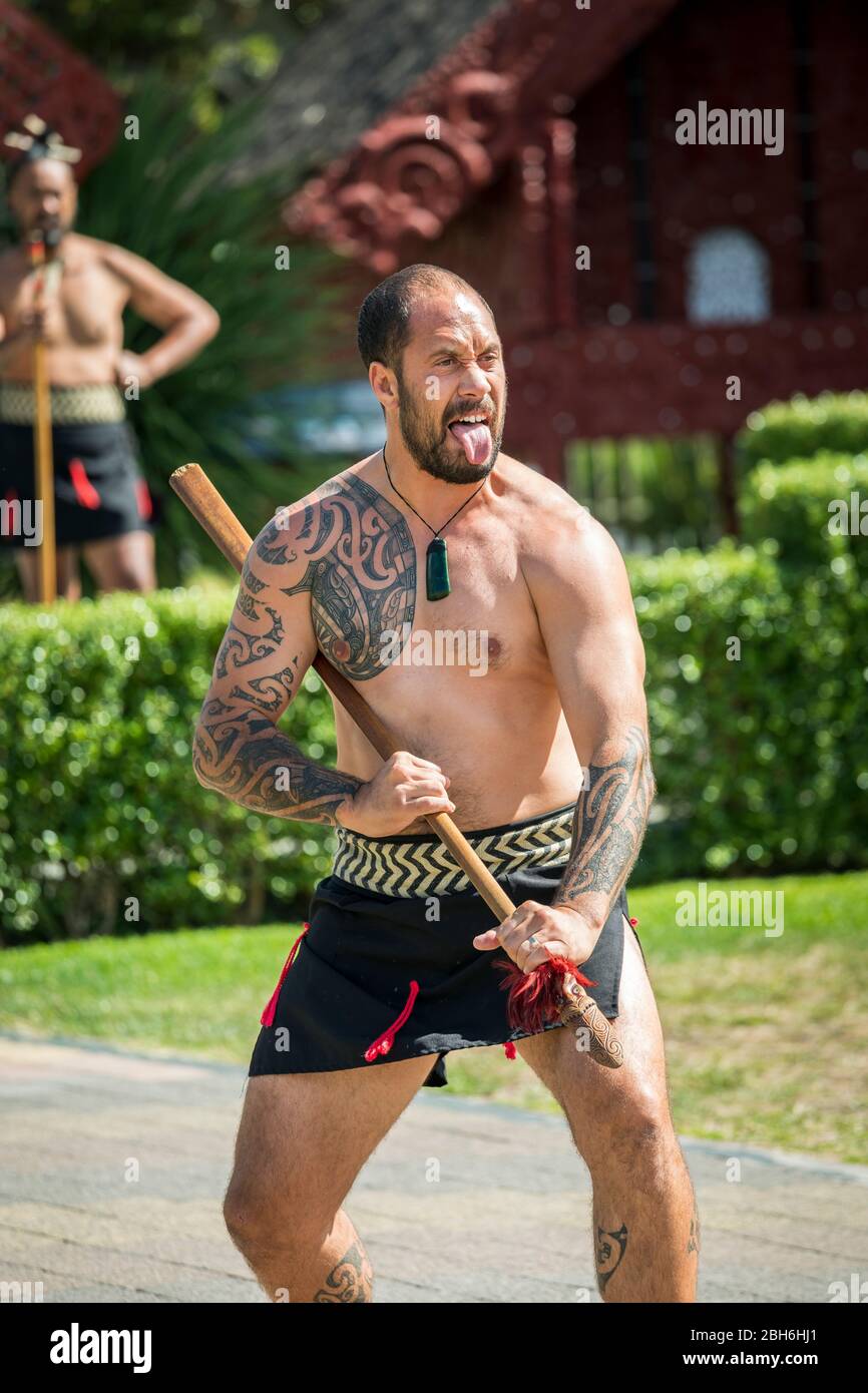 A Maori warrior performs the haka as part of a traditional welcoming ceremony at Te Puia, Rotorua, North Island, New Zealand Stock Photo