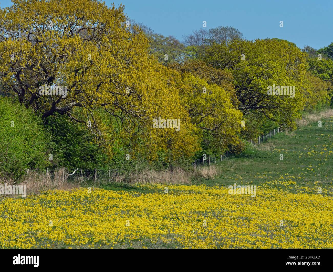 Cowslips Primula veris growing in grass pasture on organic farm in Norfolk Stock Photo