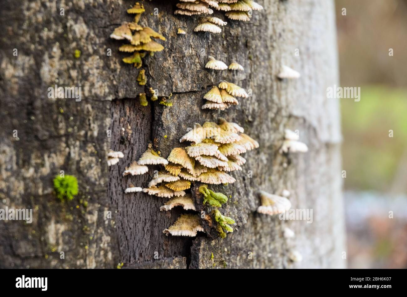 Agaricomycetes, Polyporales fungi on a tree trunk in the forest in Rhineland-Palatinate, Germany, Western Europe Stock Photo