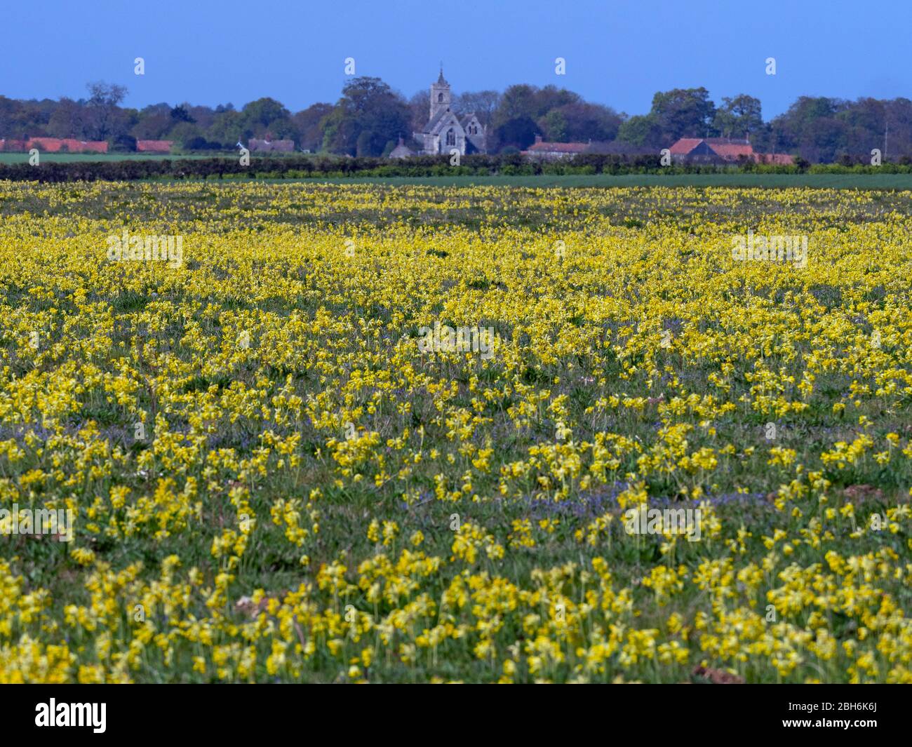 Cowslips Primula veris growing in grass pasture near Ringstead Norfolk Stock Photo