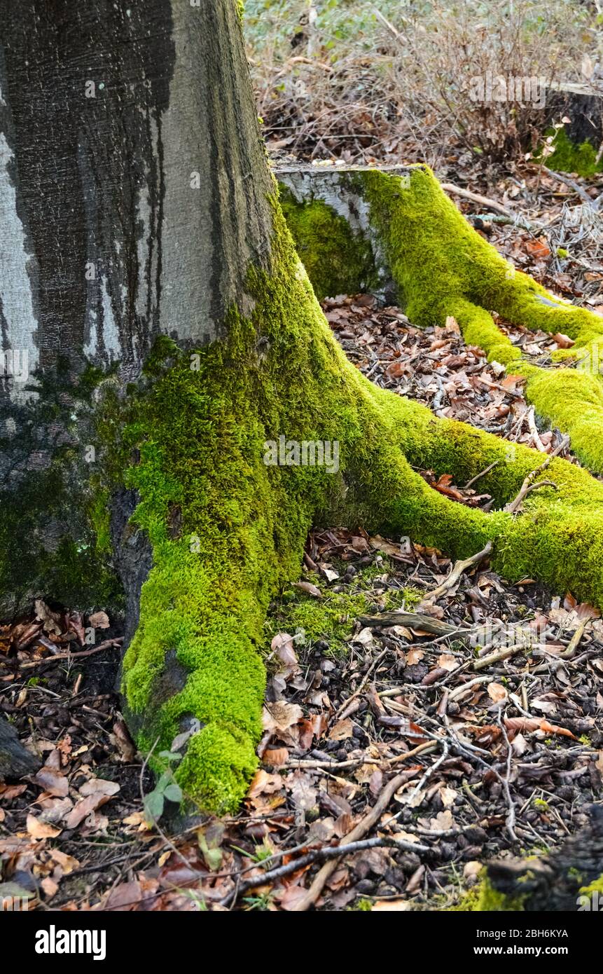 Moss plants, Bryophyta, on a tree trunk in the forest in Rhineland-Palatinate, Germany, Western Europe Stock Photo