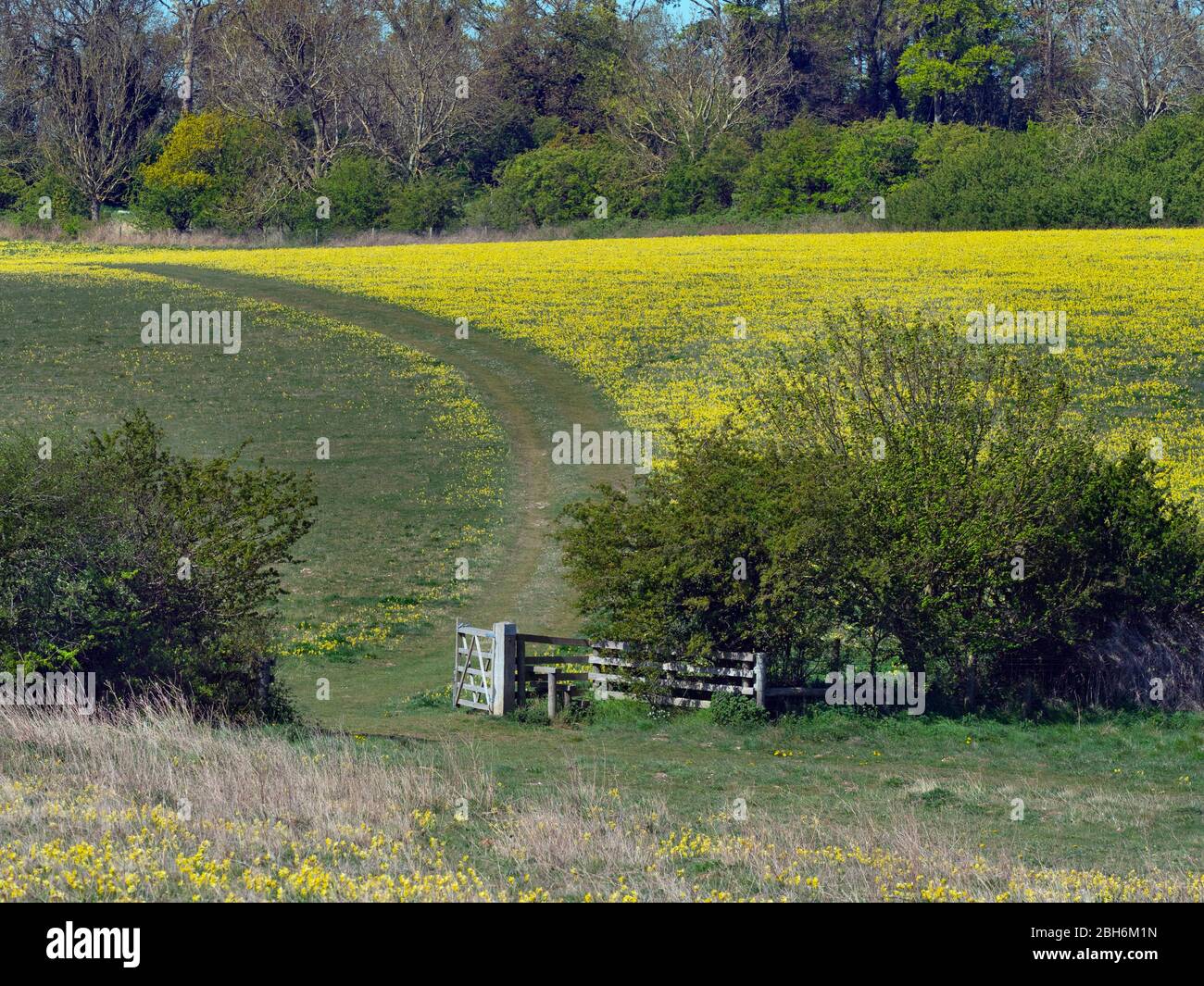Cowslips Primula veris growing in grass pasture near Ringstead Norfolk Stock Photo