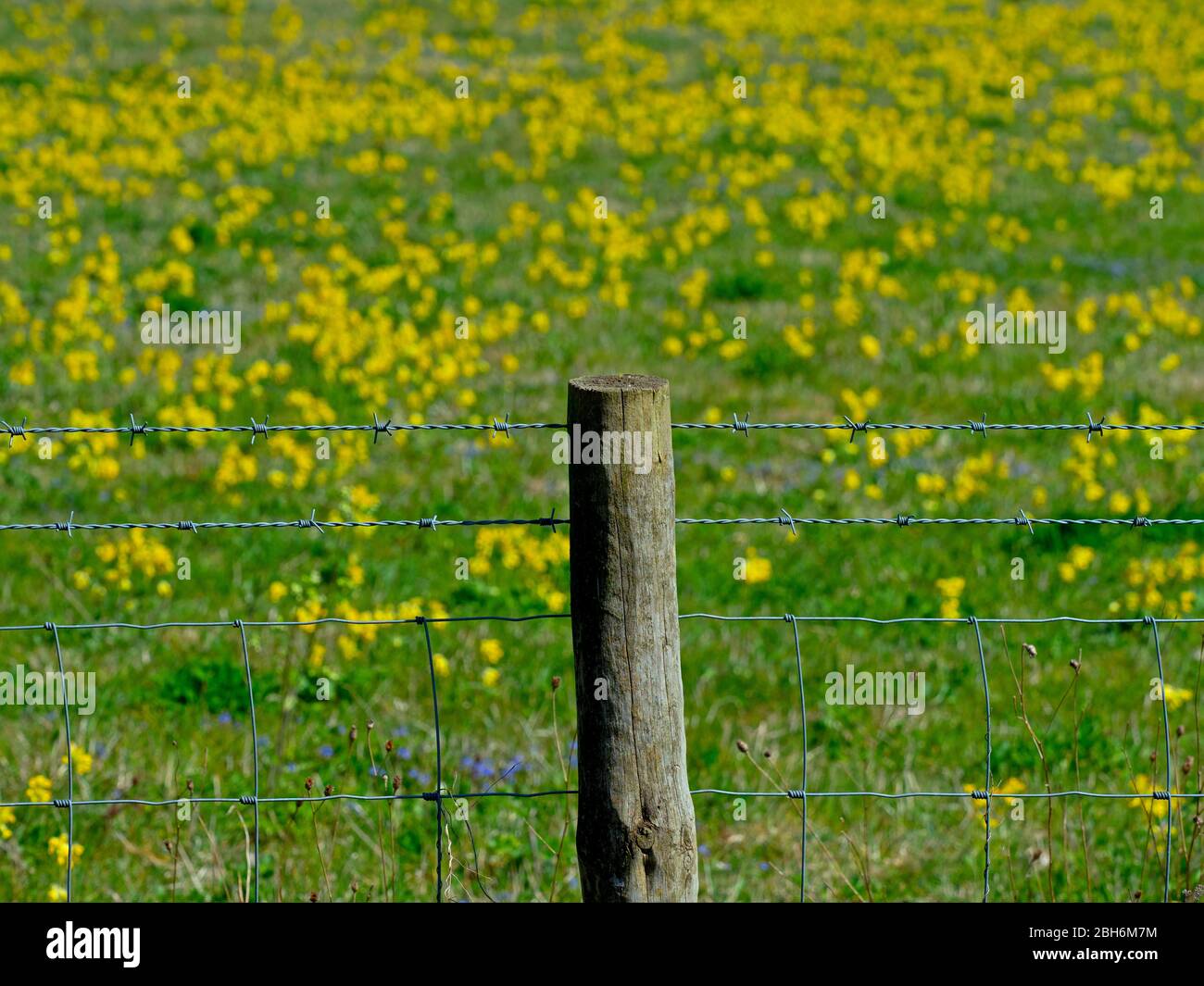 Cowslips Primula veris growing in grass pasture on organic farm in Norfolk Stock Photo