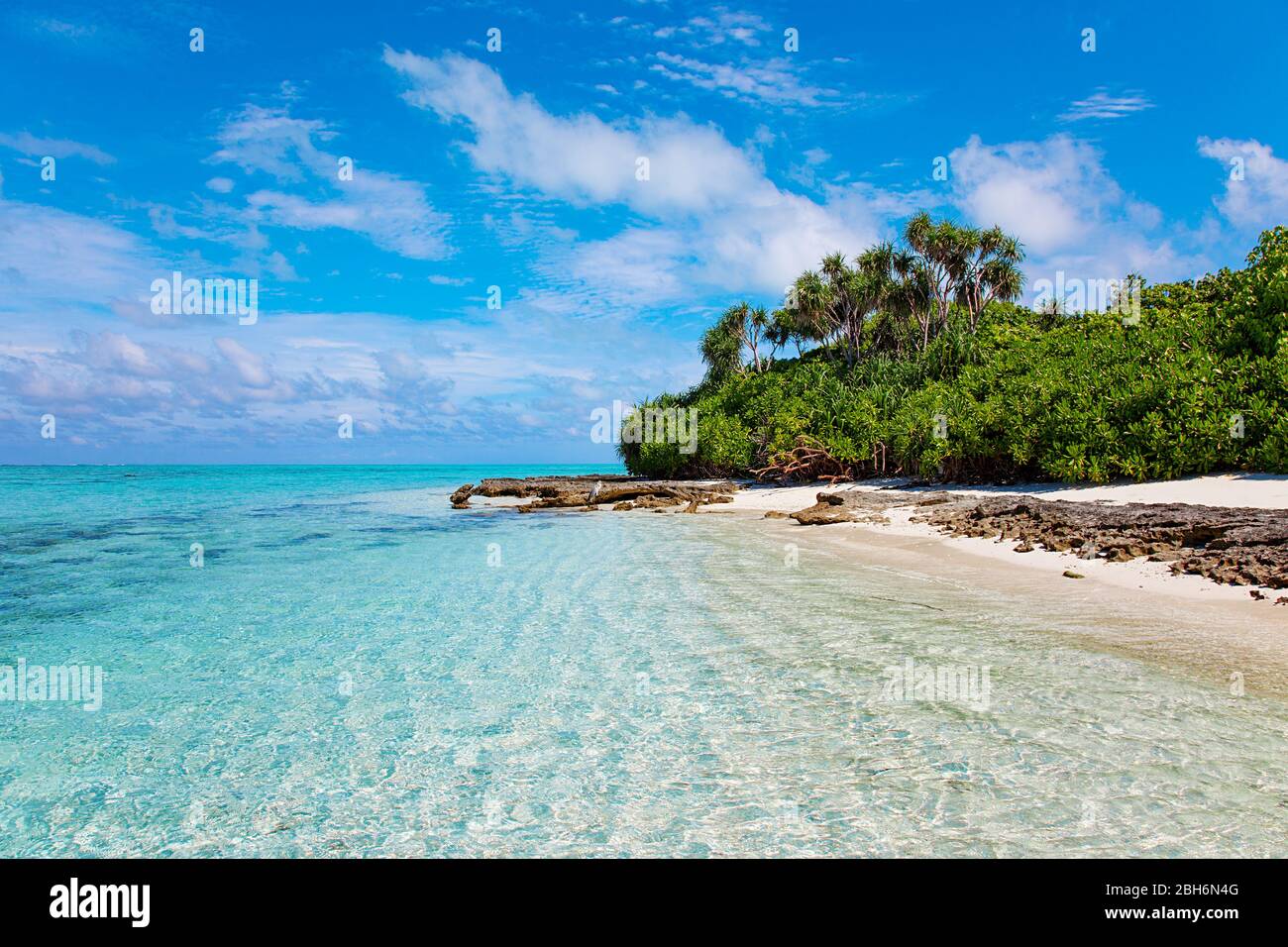 Large Bird on Maldive Island Sand Beach Stock Photo