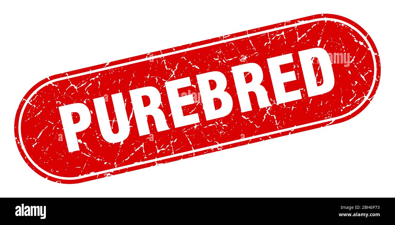 purebred sign. purebred grunge red stamp. Label Stock Vector Image ...