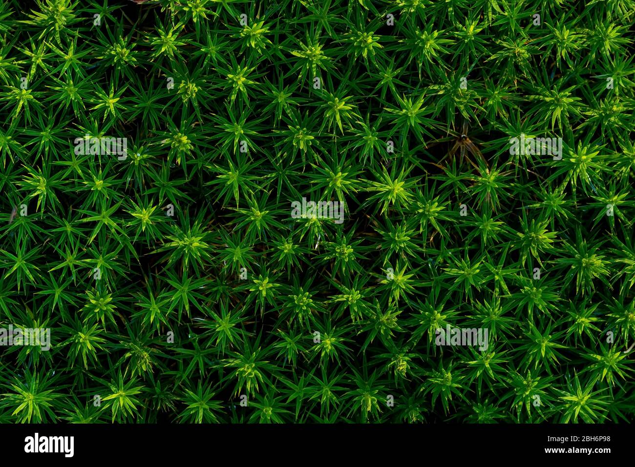 Vegetation detail hi-res stock photography and images - Alamy