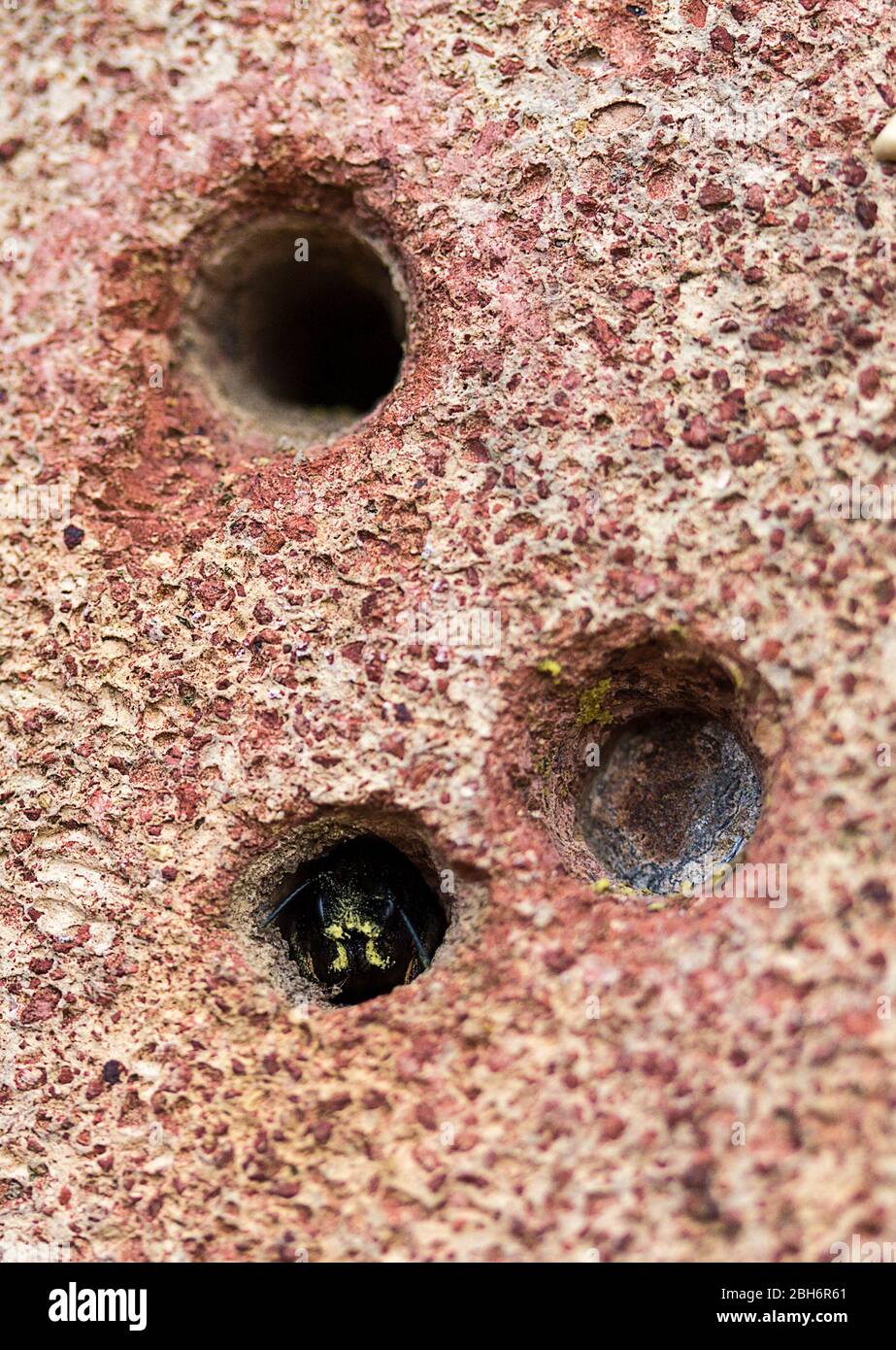 Bee (masonry or mortar) in spring using drilled holes in house bricks to lay eggs in then seal the entrance with wood pulp or vegetation material Stock Photo