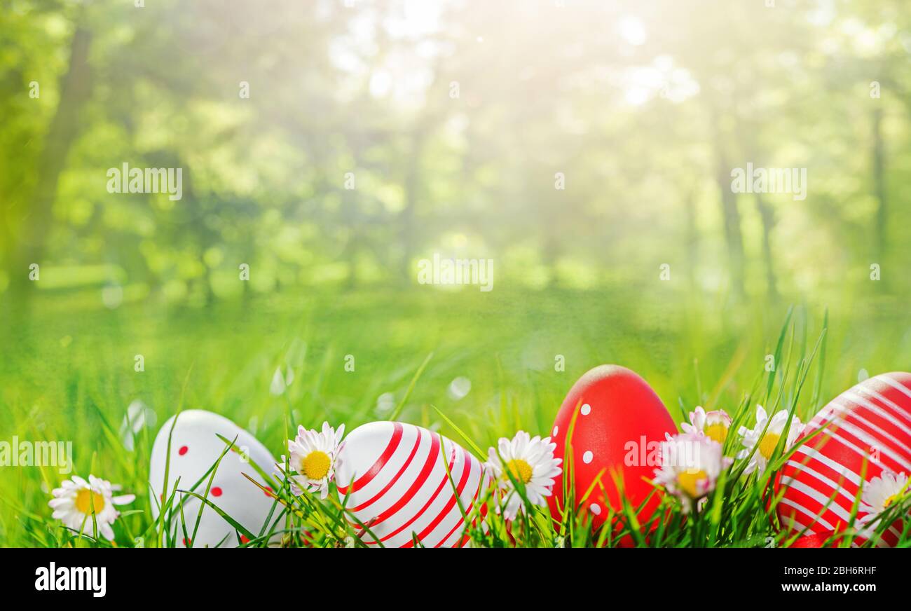 easter eggs in grass and flowers background Stock Photo - Alamy