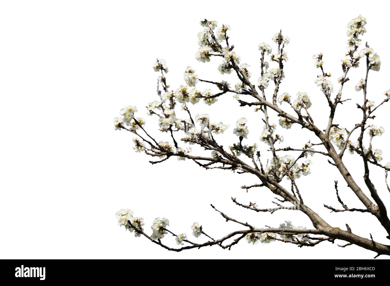 branch of cherry blossom isolated on white background Stock Photo - Alamy
