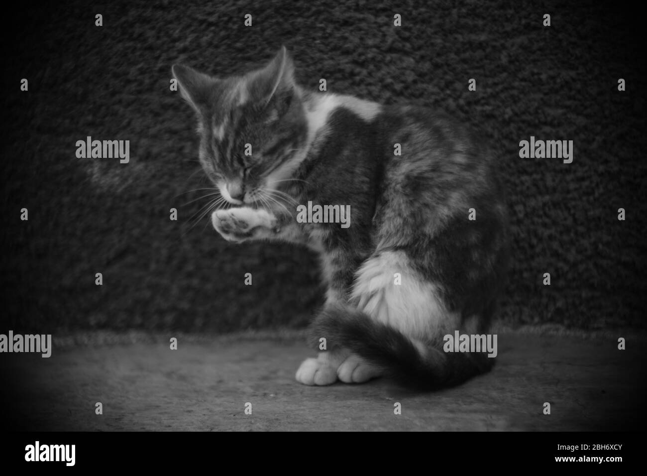 cat washes itself with paws outdoors, cats keep clean, bw photo Stock