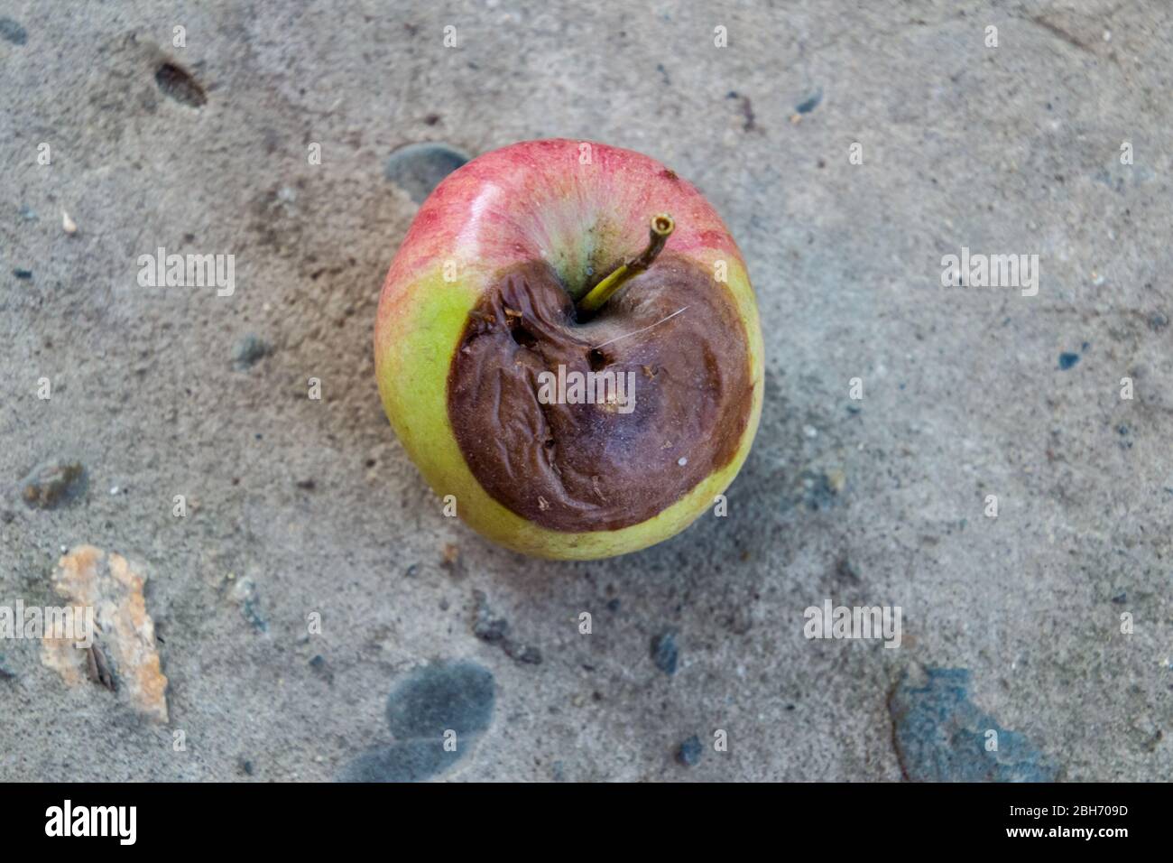 Rotten apple. a Defeat apples Spoiled crop Stock Photo
