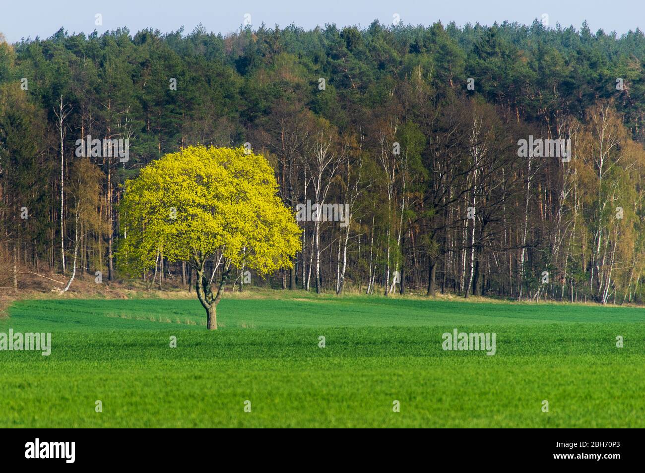 single bright tree in spring on a green field in front of dark forest Stock Photo
