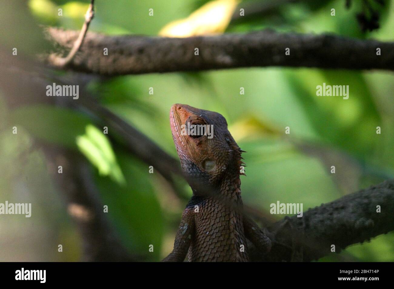 A Common Garden Lizard on a tree Stock Photo