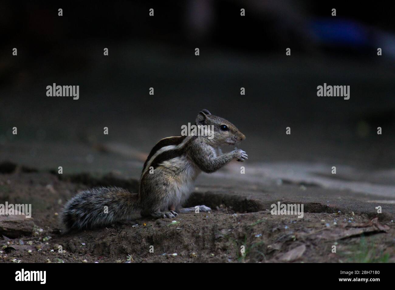 A Indian Palm Squirrel Feeding. Stock Photo