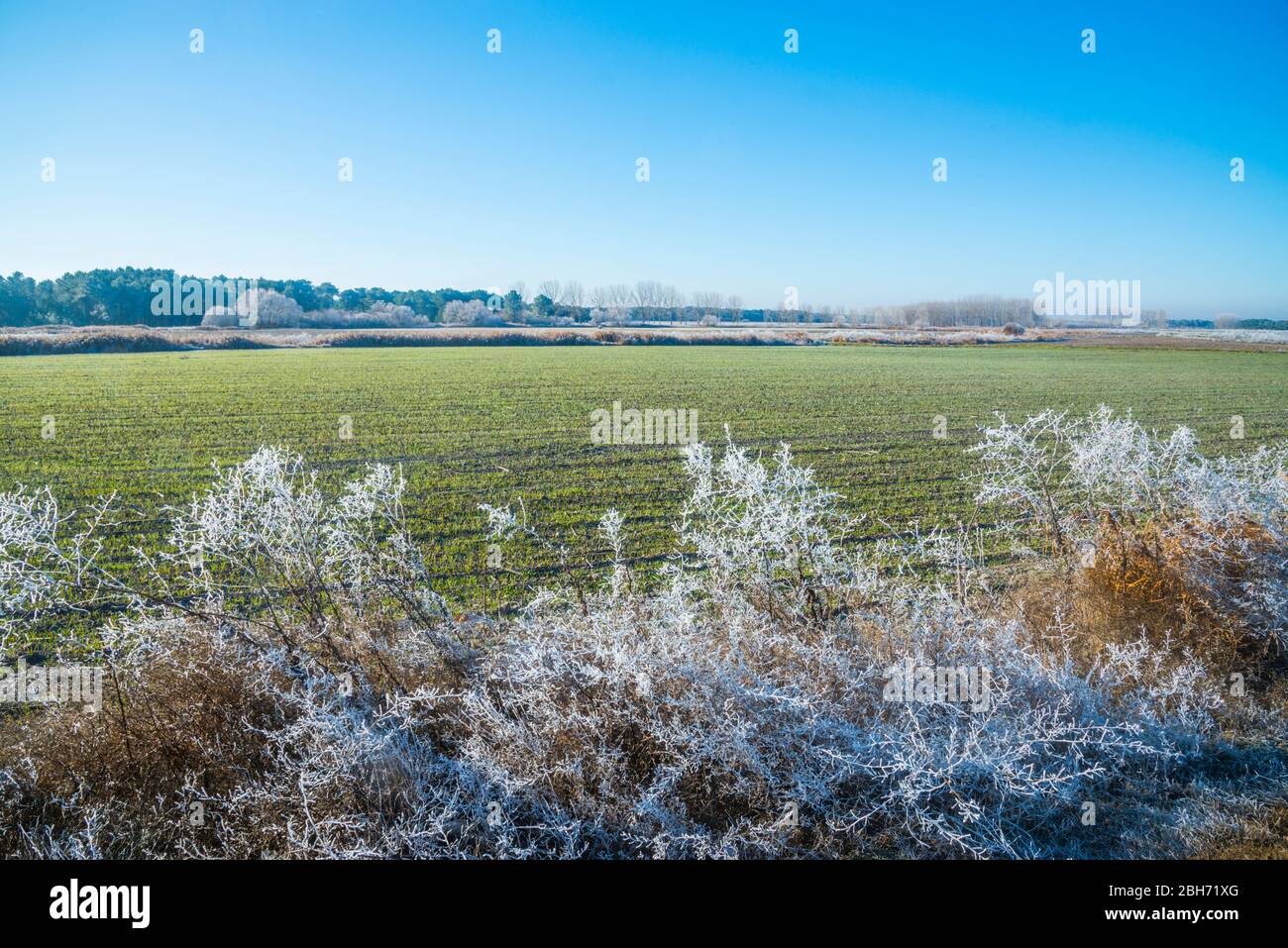 Frosty field. Cuellar, Segovia province, Castilla Leon, Spain. Stock Photo