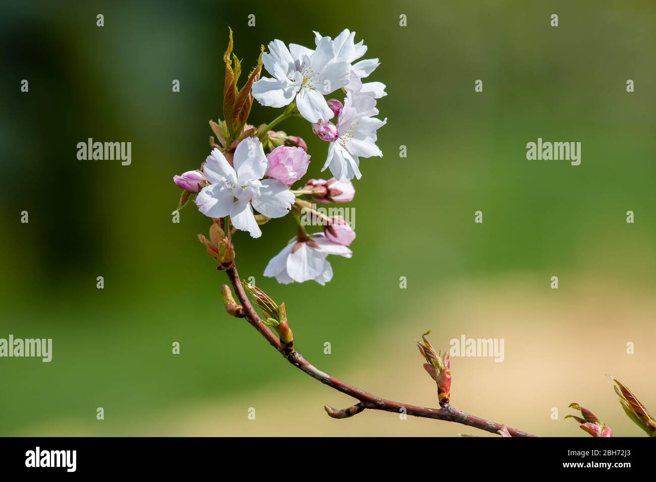 Apple blossom close-up. Shallow depth of field grey Stock Photo